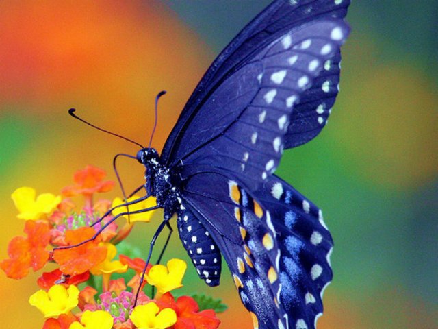 Все о бабочках в Сорочинске | ЗооТом портал о животных
