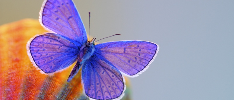 Все о бабочках в Сорочинске | ЗооТом портал о животных