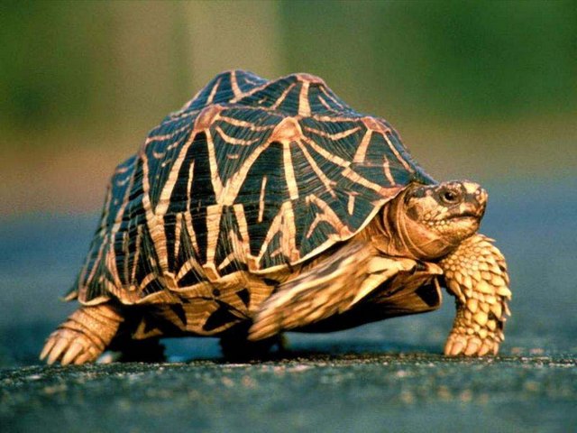 Все о черепахах в Сорочинске | ЗооТом портал о животных