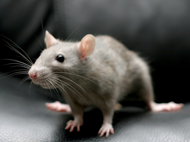 Все о крысах в Сорочинске | ЗооТом портал о животных