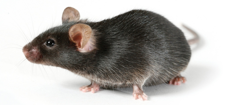Все о крысах в Сорочинске | ЗооТом портал о животных