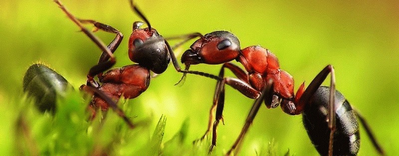 Все о муравьях в Сорочинске | ЗооТом портал о животных