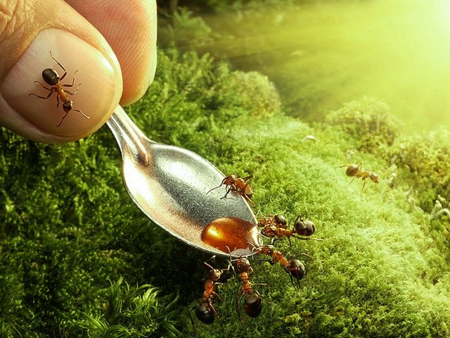 Все о муравьях в Сорочинске | ЗооТом портал о животных