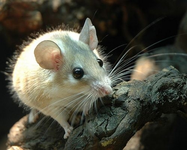 Все о мышах в Сорочинске | ЗооТом - продажа, вязка и услуги для животных в Сорочинске