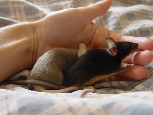 Все о мышах в Сорочинске | ЗооТом - продажа, вязка и услуги для животных в Сорочинске