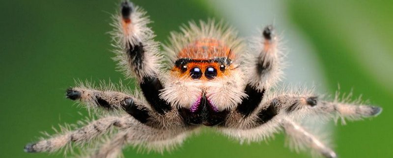 Все о пауках в Сорочинске | ЗооТом портал о животных