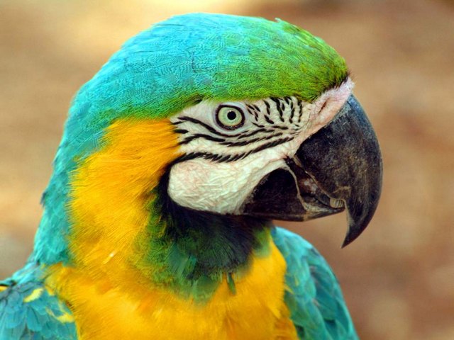Все о попугаях в Сорочинске | ЗооТом портал о животных