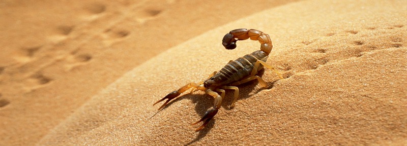 Все о скорпионах в Сорочинске | ЗооТом портал о животных