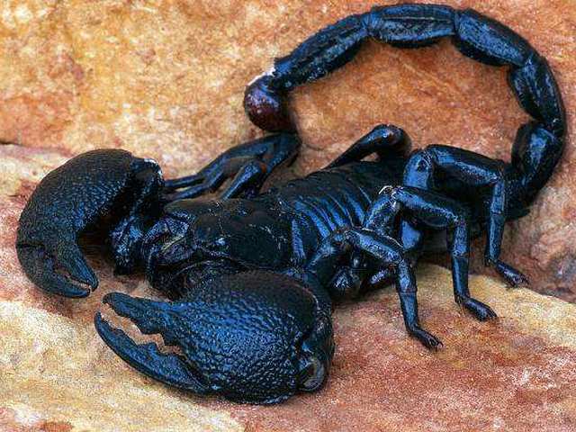 Все о скорпионах в Сорочинске | ЗооТом портал о животных