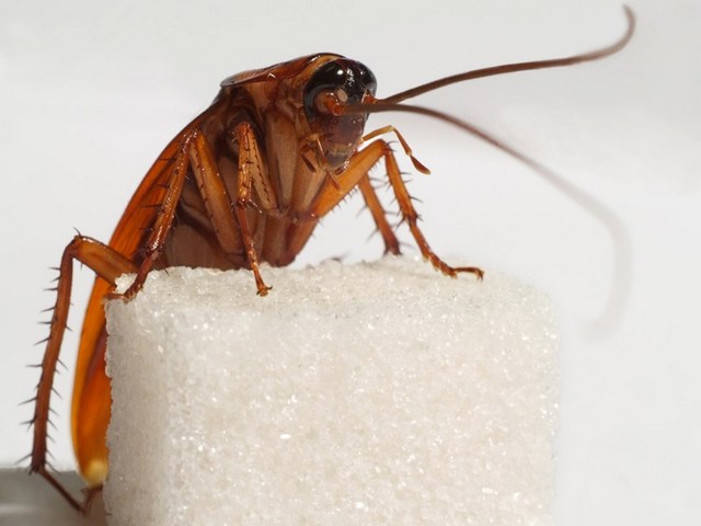 Все о тараканах в Сорочинске | ЗооТом портал о животных