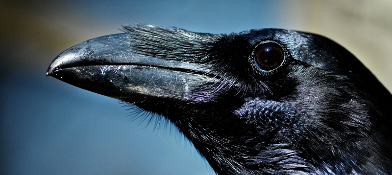 Все о воронах в Сорочинске | ЗооТом портал о животных