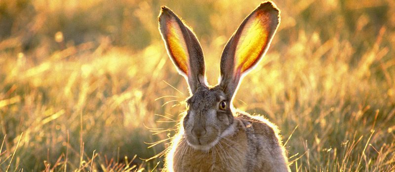 Все о зайцах | ЗооТом - продажа, вязка и услуги для животных в Сорочинске