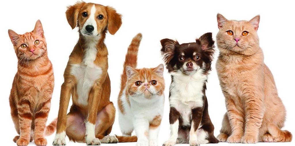 Доска объявлений о животных | ЗооТом - продажа, вязка и услуги для животных в Сорочинске