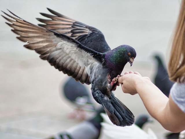 Все о голубях | ЗооТом - продажа, вязка и услуги для животных в Сорочинске