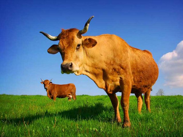 Все о коровах в Сорочинске | ЗооТом портал о животных