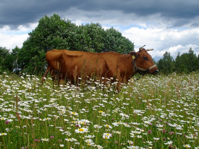 Все о коровах в Сорочинске | ЗооТом портал о животных