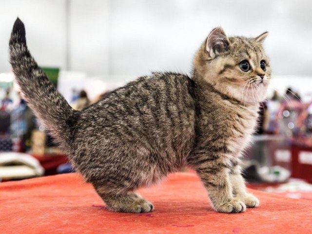 Породы кошек в Сорочинске | ЗооТом портал о животных
