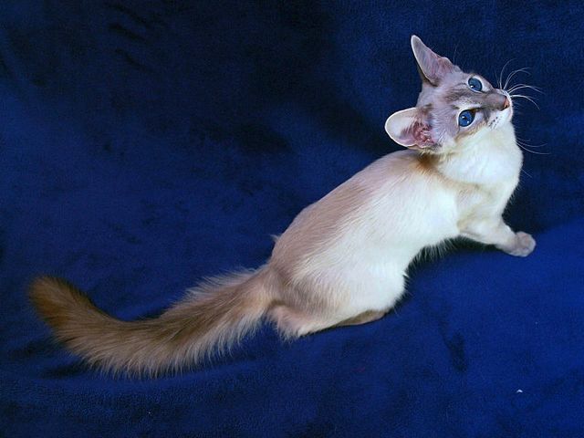 Выведенные породы кошек в Сорочинске | ЗооТом портал о животных