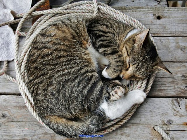 Все о кошках в Сорочинске | ЗооТом портал о животных