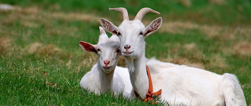 Все о козах в Сорочинске | ЗооТом портал о животных