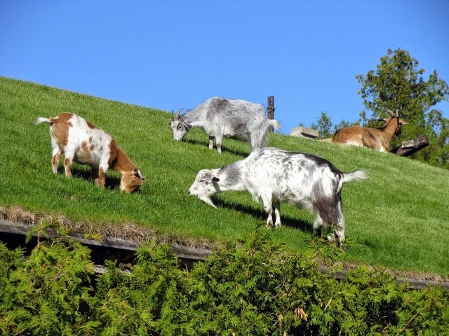 Все о козах в Сорочинске | ЗооТом портал о животных