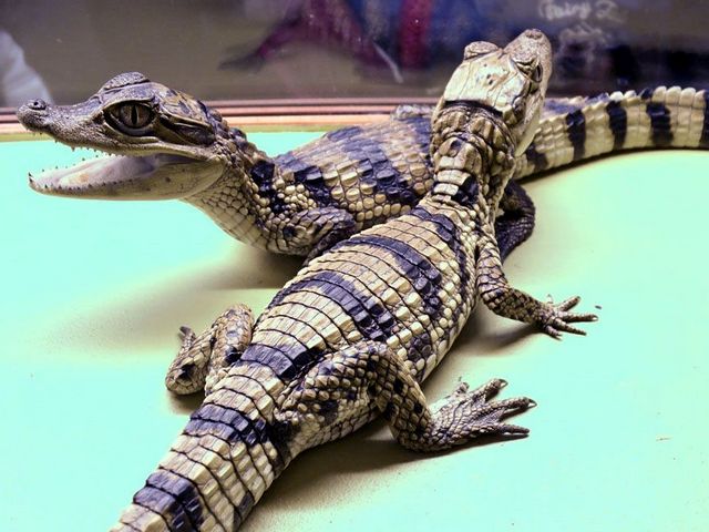 Все о крокодилах в Сорочинске | ЗооТом портал о животных