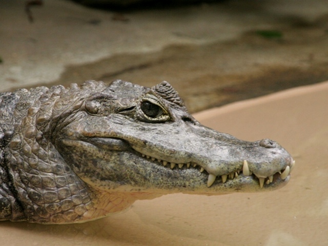 Все о крокодилах в Сорочинске | ЗооТом портал о животных