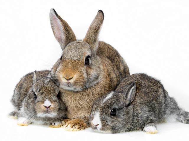 Все о кроликах в Сорочинске | ЗооТом портал о животных