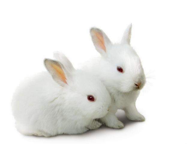 Все о кроликах в Сорочинске | ЗооТом портал о животных