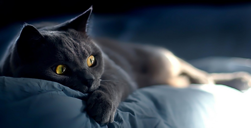 Объявления о кошках | ЗооТом - продажа, вязка и услуги для животных в Сорочинске