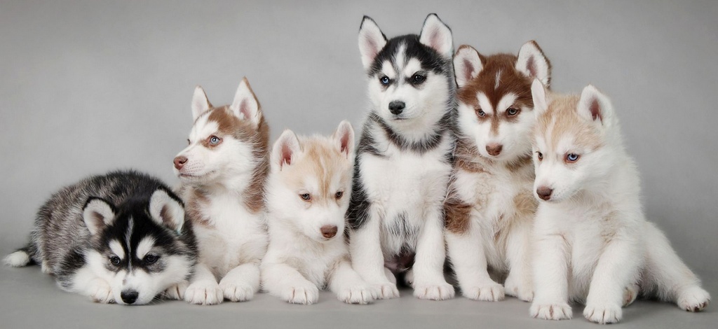 Объявления о собаках | ЗооТом - продажа, вязка и услуги для животных в Сорочинске