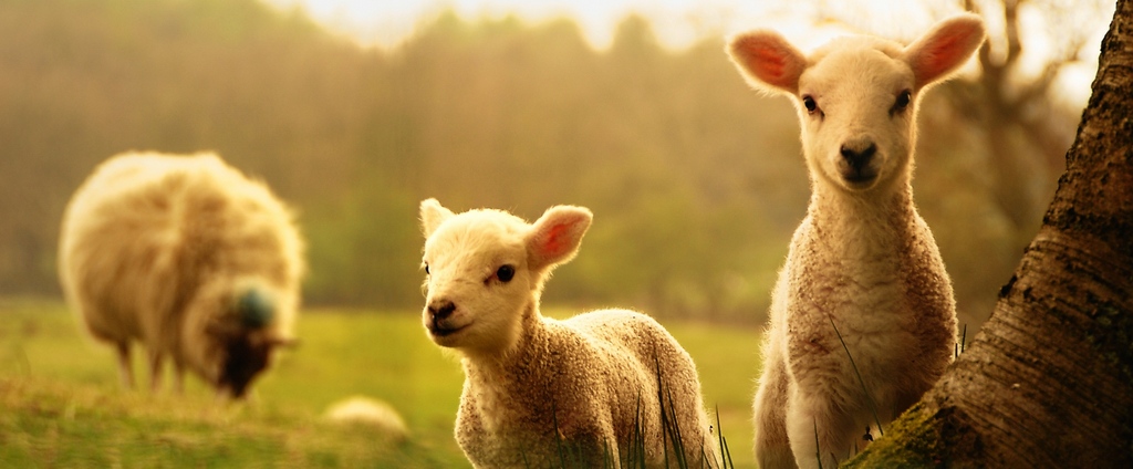 Объявления о сельскохозяйственных животных | ЗооТом - продажа, вязка и услуги для животных в Сорочинске