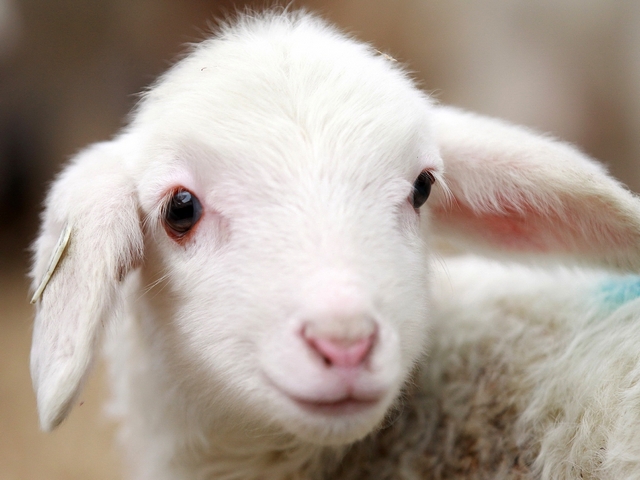 Овцы и бараны в Сорочинске | ЗооТом портал о животных