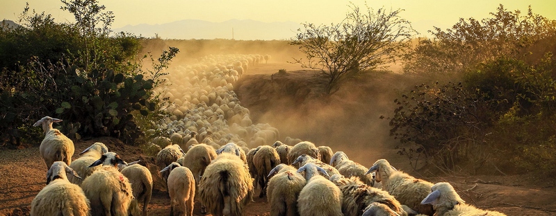Все об овцах в Сорочинске | ЗооТом портал о животных