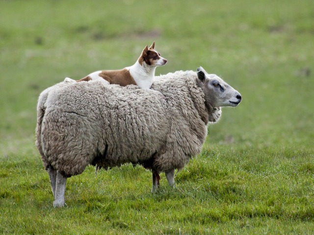 Все об овцах в Сорочинске | ЗооТом портал о животных