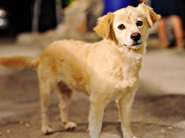 Породы собак в Сорочинске | ЗооТом портал о животных