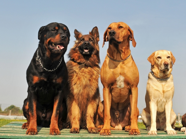 Крупные породы собак в Сорочинске | ЗооТом портал о животных