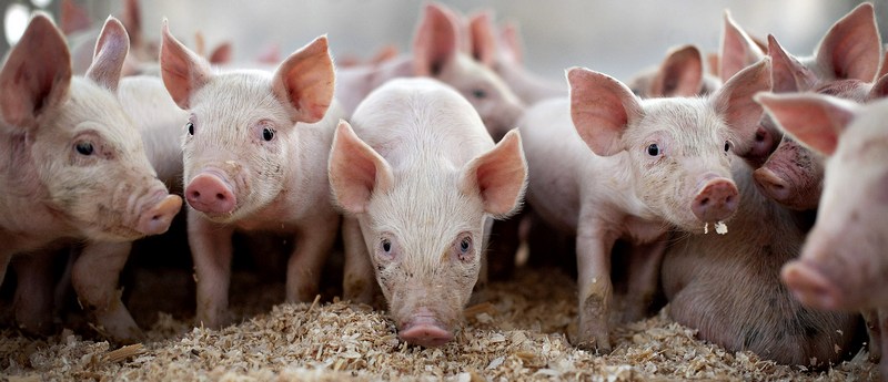 Все о свиньях в Сорочинске | ЗооТом портал о животных