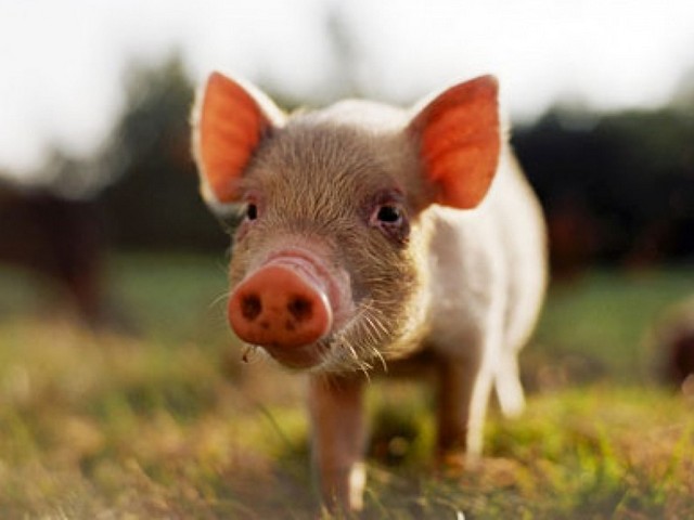 Все о свиньях в Сорочинске | ЗооТом портал о животных