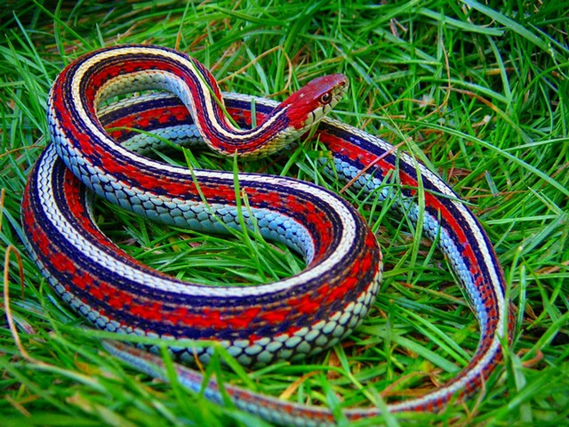 Все о змеях в Сорочинске | ЗооТом портал о животных
