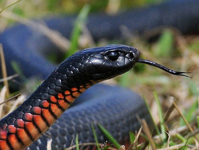 Все о змеях в Сорочинске | ЗооТом портал о животных